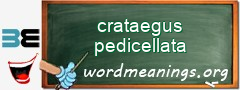 WordMeaning blackboard for crataegus pedicellata